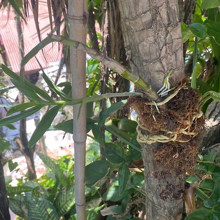 Отель Owl House Piedades Экстерьер фото
